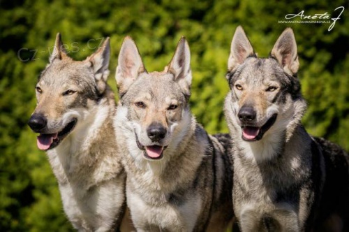 �eskoslovensk� vl��k