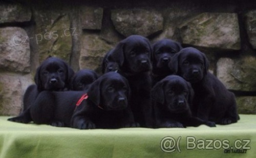 Labradorsk� retr�vr-�t�n�tka s PP