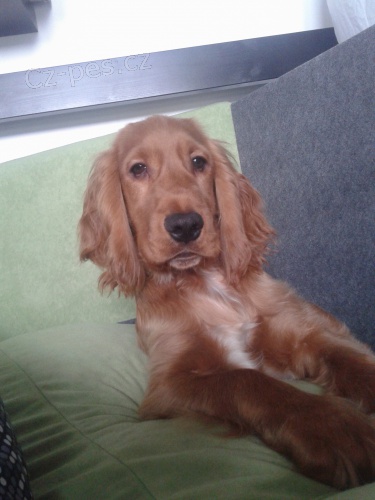 Kr�sn� kokr�pan�l ke kryt� 