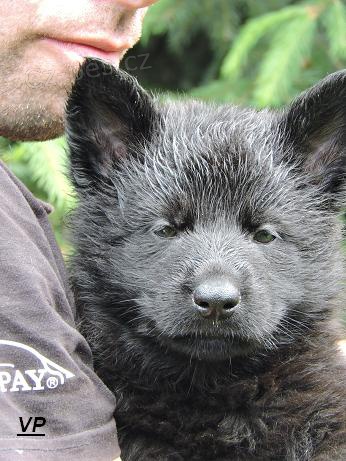 Prod�m �t��ata N�meck�ch ov��k� s PP