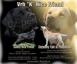 Kr�sn� �t���tka Labradorsk�ho retr�vra