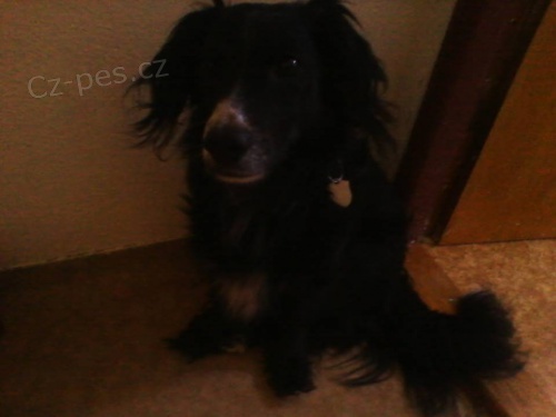 Kryt� pro roztomil�ho psa