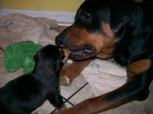 12 t�dn� Rotvajler �t��ata