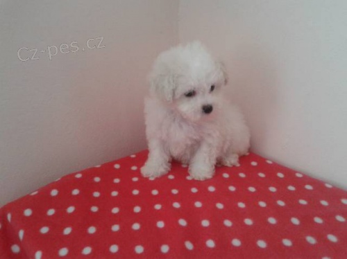 Bi�onek fris� s PP