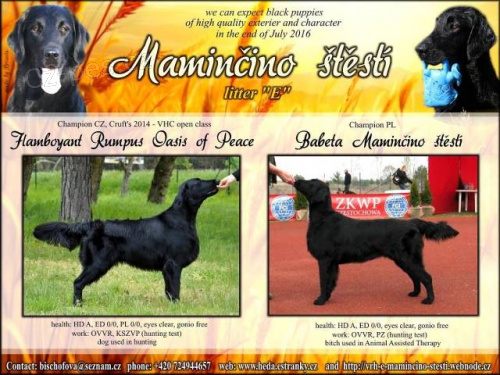 Flat Coated retriever - �ern� �t��ata s PP