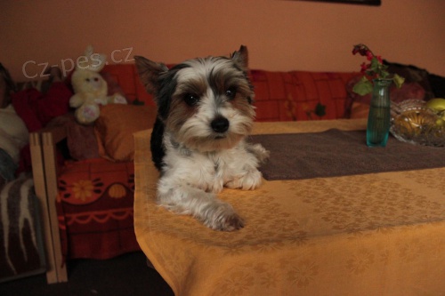 Jok��rsk� terier Biewer-kryt�