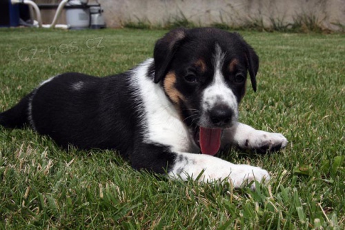 �esk� strakat� pes