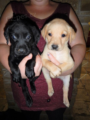 Labradorsk� retr�vr