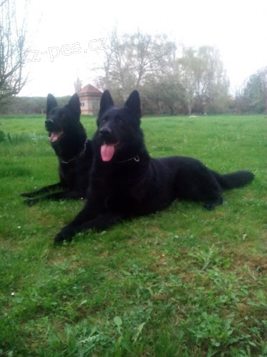 N�meck� ov��k - �t��ata