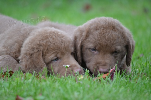 �t���tka s PP