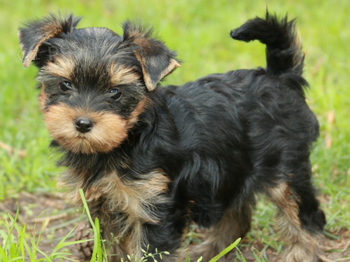 �t��ata jork��rsk�ho teri�ra