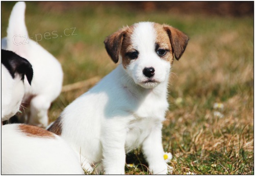 Jack Russell teri�r