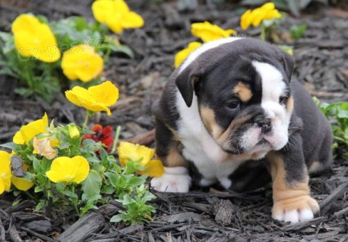 Anglick� buldog na krytie