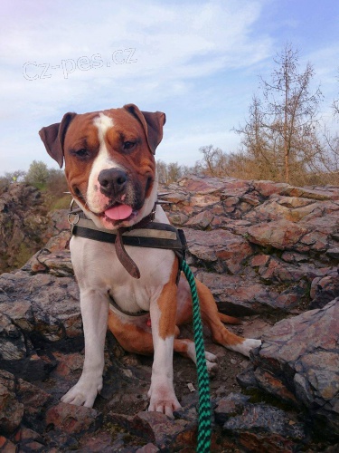 Americk� staford��rsk� teri�r s PP ke kryt�