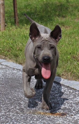 Thajsk�Ridgeback kvalitn� �t���tka s PP