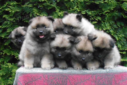 Keeshond / vl�� �pic prod�m �t��ata s PP