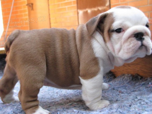 Anglick� buldok s PP, Buldok, Bulldog, English Bulldog