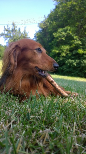   N�ru�iv� gentleman