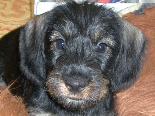 Jezev��k drsnosrst� standardn� - �t��ata