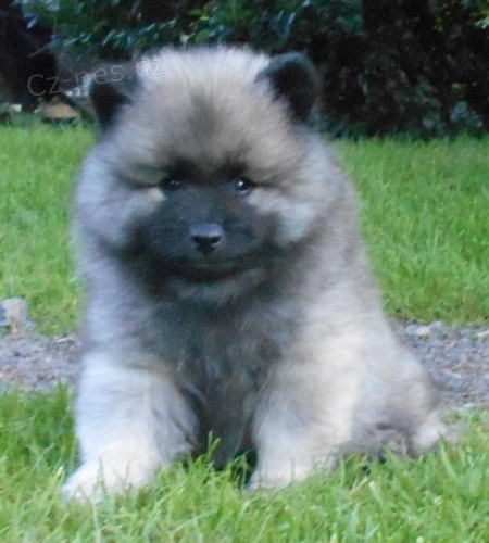 Keeshond / vl�� �pic prod�m �t��ata s PP