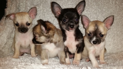 �ivava - mini �ivava