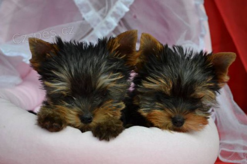 �t���tka jork��rsk�ho teri�ra