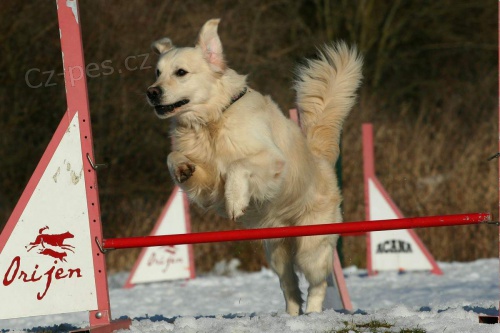 V�chova a v�cvik rodinn�ch ps� v Praze