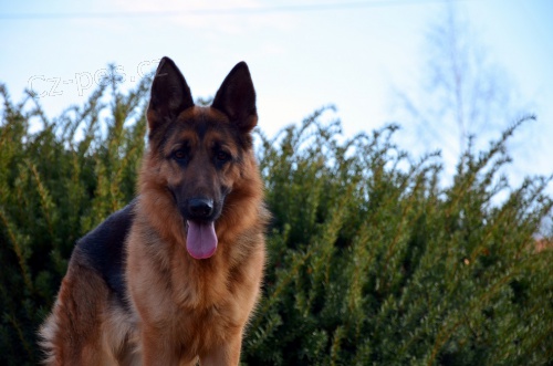 N�meck� ov��k - �t��ata s PP