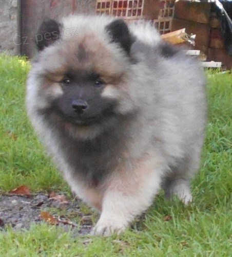 Keeshond / vl�� �pic prod�m �t��ata s PP