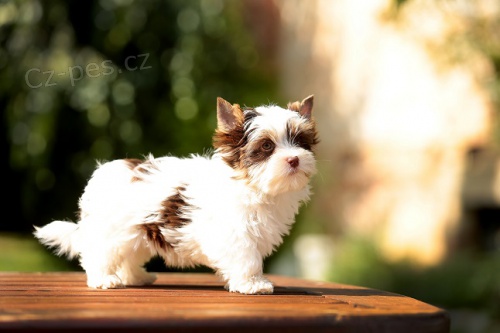 Barevn� jork��rkov� s PP