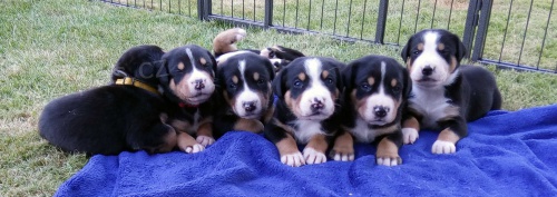 Velk� �v�carsk� sala�nick� pes �t��ata s PP k odb�ru