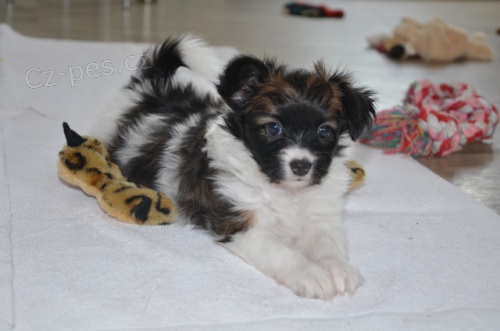 Papillon - �t���tka