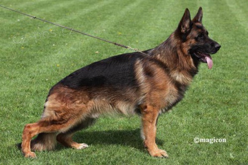 Prod�m �t��ata n�meck�ch ov��k� s PP