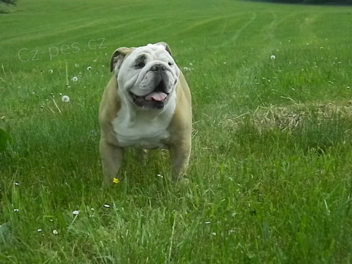 Anglick� buldok,kryt�