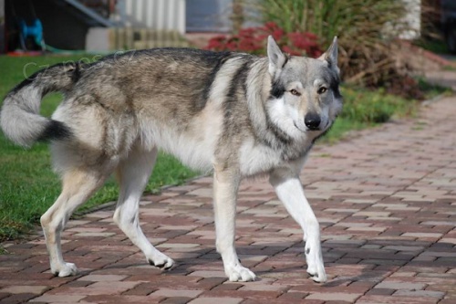 �eskoslovensk� vl��k s PP