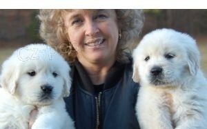 Samci a samice Zlat� retr�vr �t��ata k dispozici