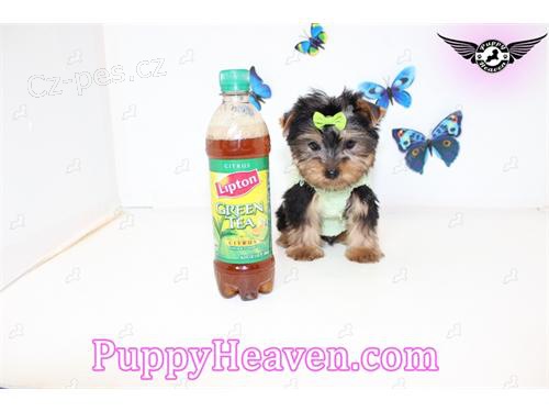 Registrovan� Yorkie �t��ata