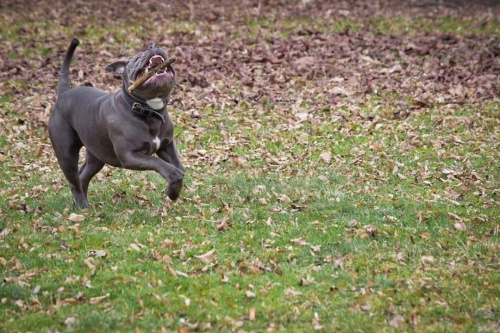 AMERICAN BULLY KE KRYT�