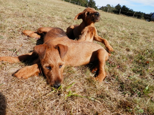 Irsk� teri�r s PP - pro lov