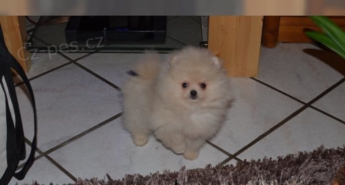 Pomeranian �te�at� na predaj dobre vy�ko