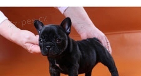 Franc�zsky buldo�ek 