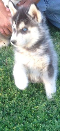 Sib�rsky husky