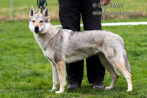 �t��ata �eskoslovensk� vl��k