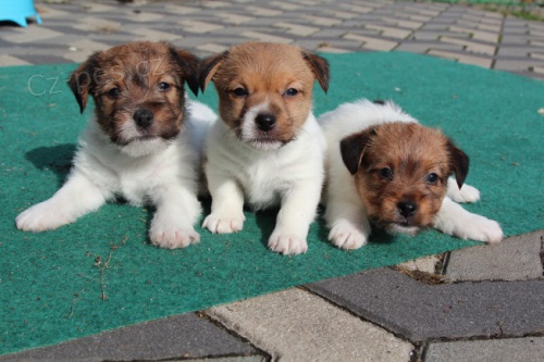 jack russel terier s PP