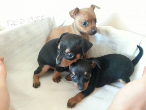 Prod�m �t��ata - Pra�sk� krysa��k