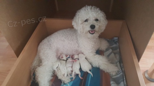 Bi�onek - Bichon Fris�