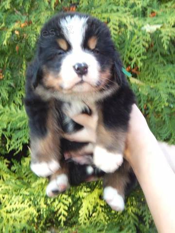 Bernsk� sala�nick� pes