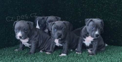 Staford��rsk� bulterier 