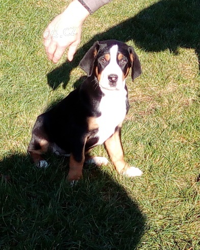 Velk� �v�carsk� sala�nick� pes