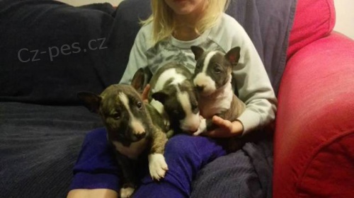 Zad�me �t��ata miniaturn�ho bullteri�ra s PP